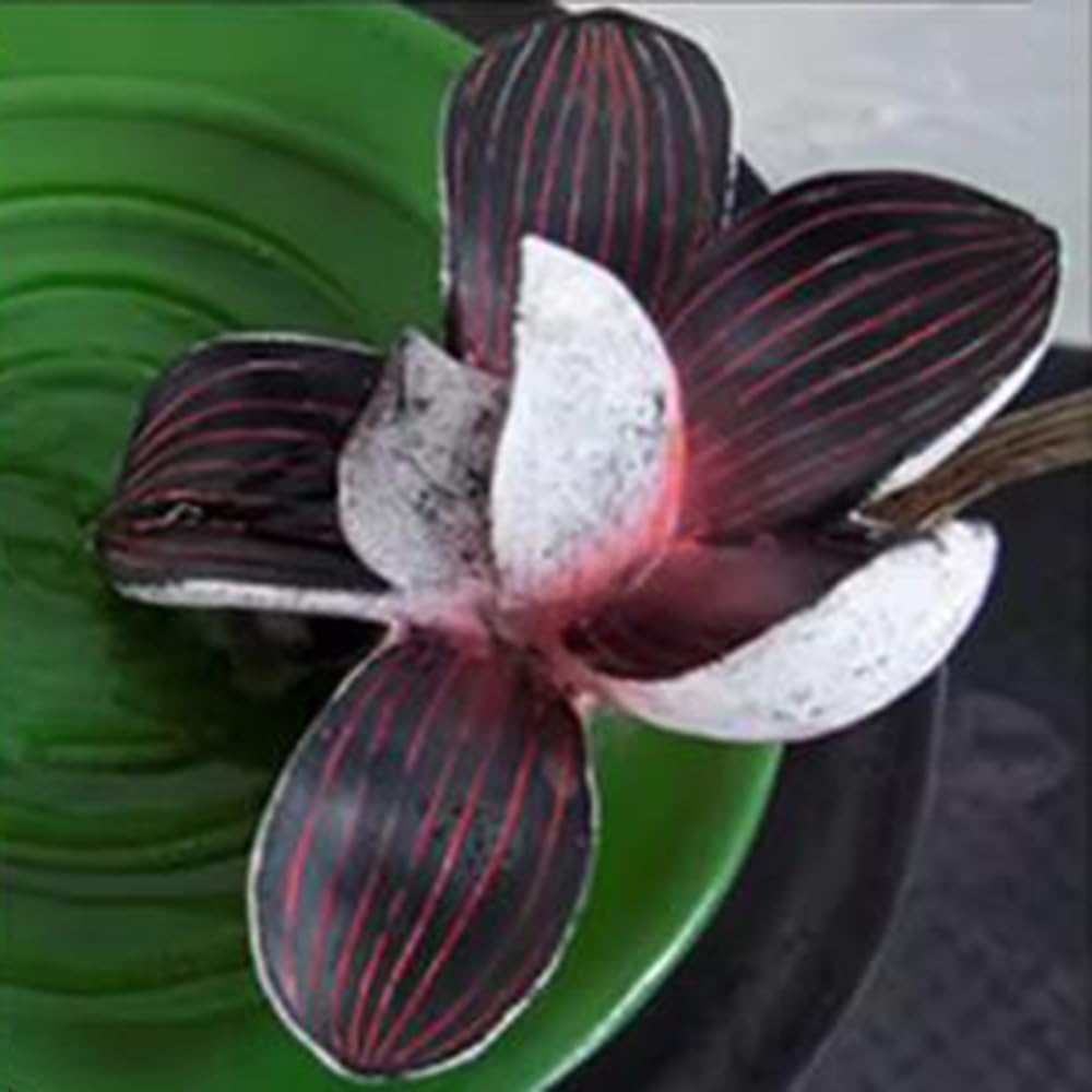 Elegant Desktop Water Fountain with Pink Magnolia Design